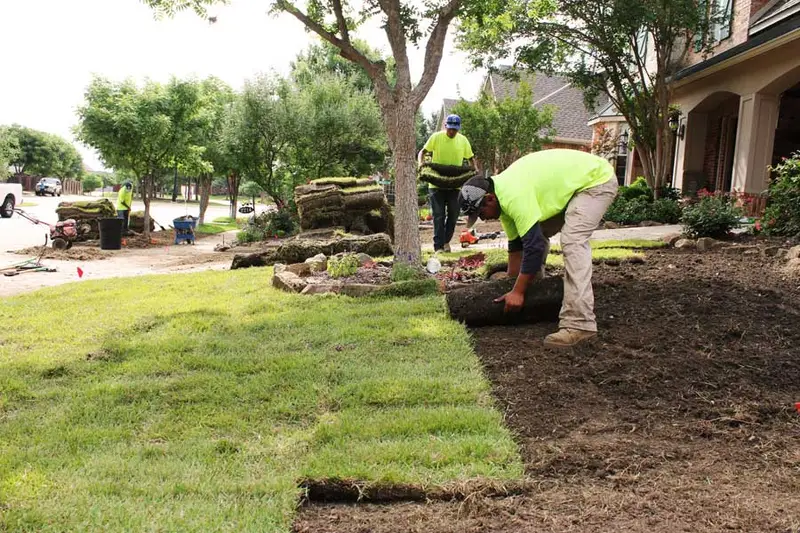 A Grass DFW installer laying a roll of sod along a bed in a front yard