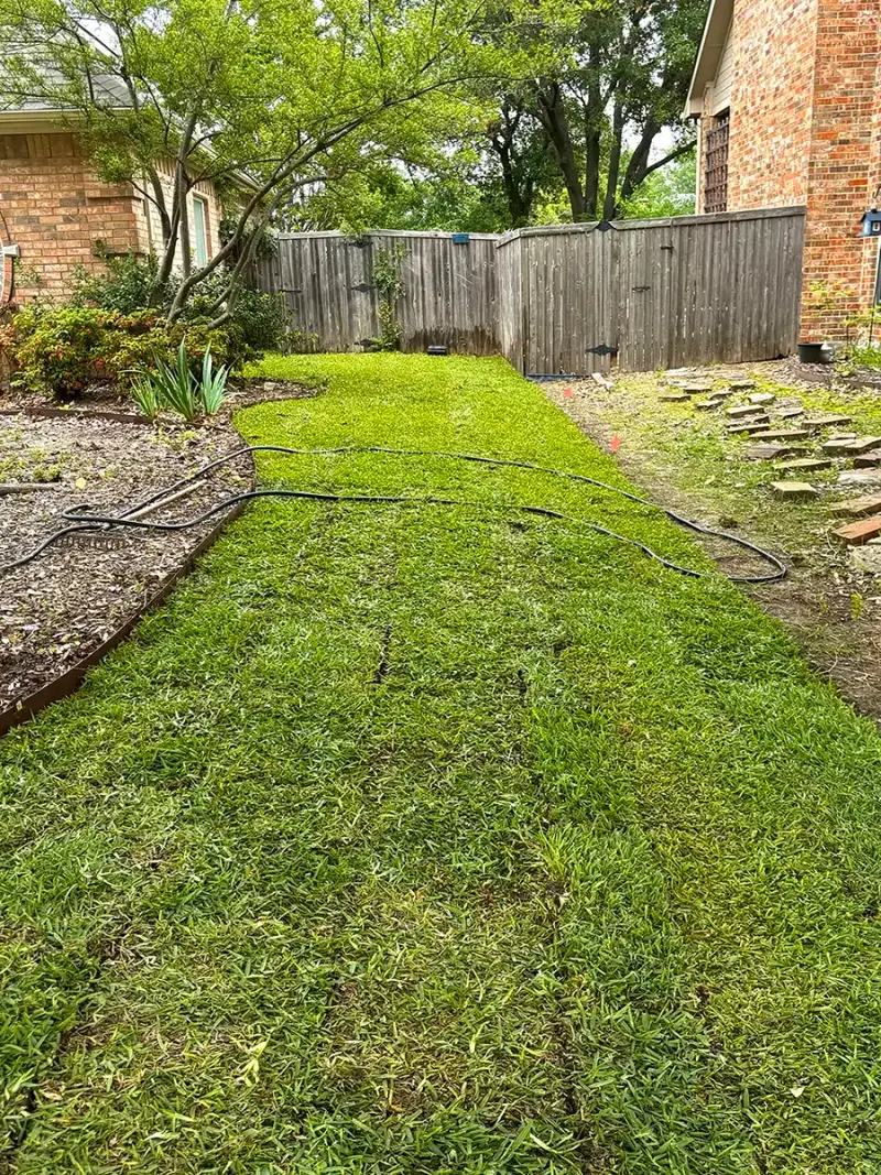 Freshly laid sod in a side yard with a hose running across it
