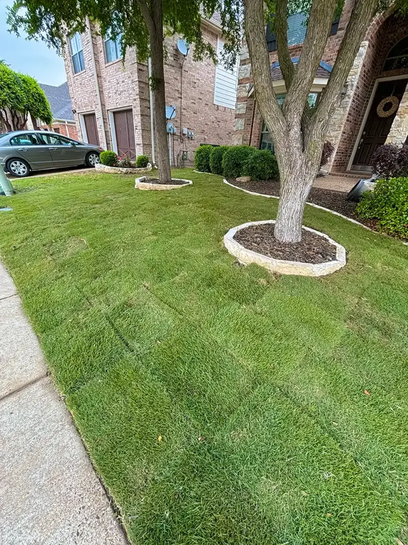 A new lawn of fresh-cut sod beside a tree ring