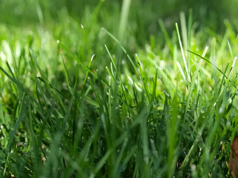 Bermuda 419 sod, fresh-cut