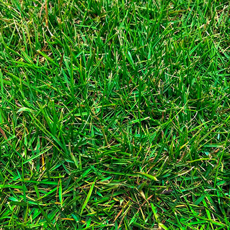 Zoysia Zeon